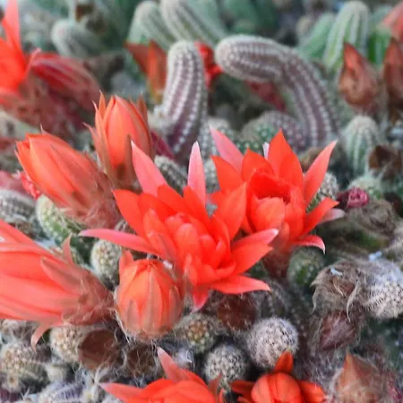 Hotel Ca'os Locanda&grill *