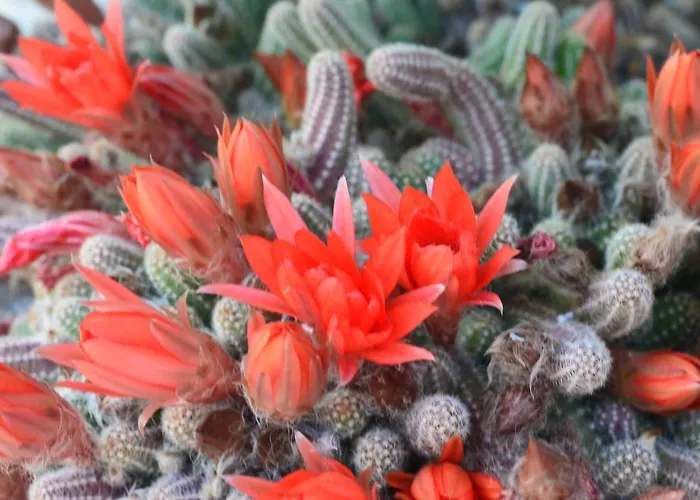 Hotel Ca'os Locanda&grill *